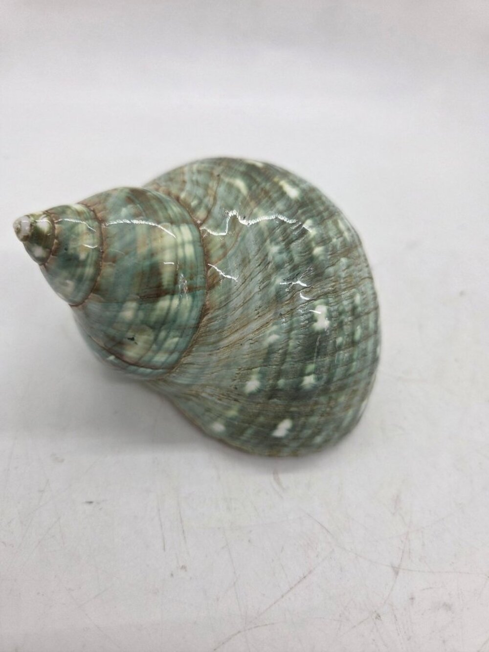 NEW Polished Green Turban Shell Decorative Accent 5" hermit crab beach
